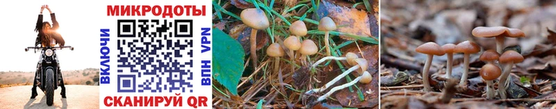 Псилоцибиновые грибы Cubensis  Купить где  Демидов 